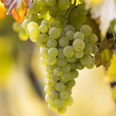 Bijelo grožđe 500 g